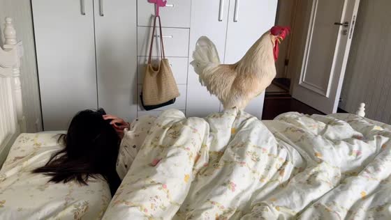 Rooster acts as alarm clock and loudly wakes owner in Sichuan, China