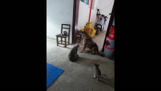 Dog gets startled when a mother cat suddenly swats at it during an indoor encounter in China