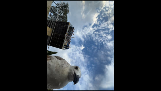 Seagull captures perfect selfie moment in Crimea