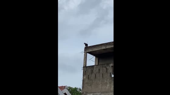 Adventurous Manda: a curious cat's high-rise escapades in Yogyakarta!