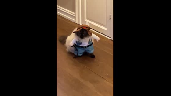 Cat in costume amuses owner in Oslo