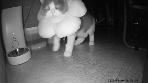 Kitten surprises cat during mealtime in Guangdong, China