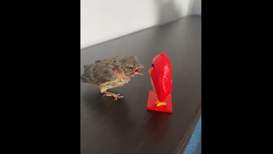 Bird chirps at plastic 'Angry Birds' toy in Cherkasy, Ukraine
