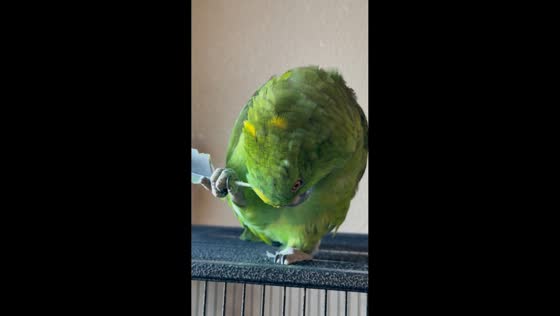 Pet parrot scratches its head with feather in California, USA