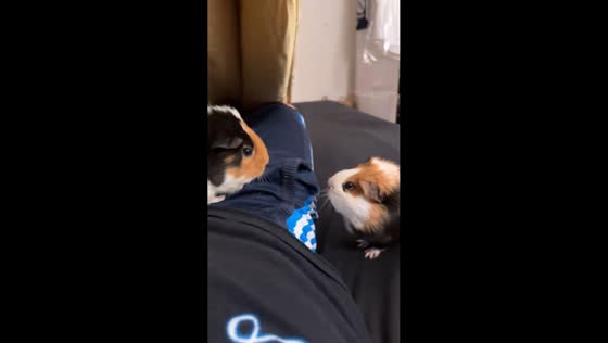 Guinea pig asserting dominance in Zurich, Switzerland
