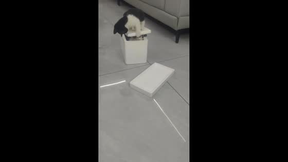 Two cats interact playfully with box lid in Shandong, China