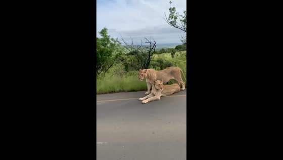 Lions calmly cross roadway in Hluhluwe-Imfolozi, South Africa