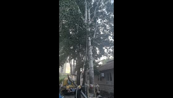 Falling tree partially collapses house after being cut in Shandong, China