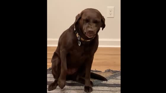 Dog caught looking guilty in Marietta video