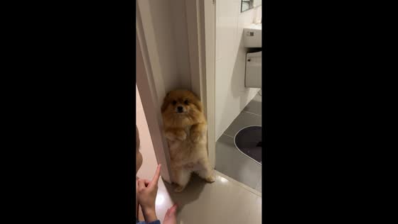 Dog acts cute while being scolded in Bangkok, Thailand