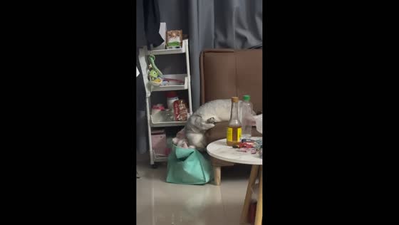 Sleeping cat hilariously slips off sofa and tumbles into shopping bag in Guangdong, China