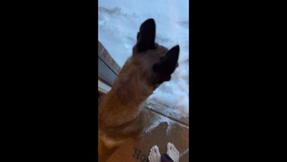 Belgian Malinois pup overcomes snow fear: Trauma's first winter wonderland adventure