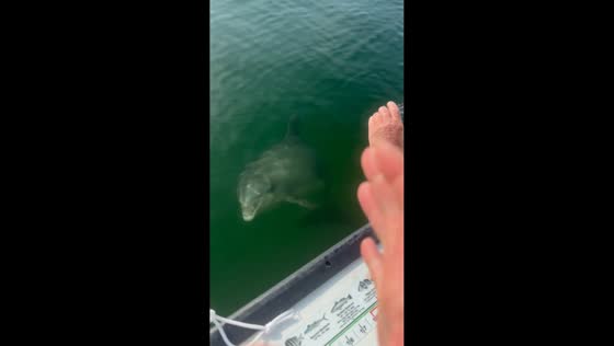 Dolphin interacts with people near boat in Destin, Florida, USA