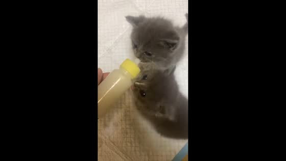 British Shorthair kittens share a feeding moment in Hunan, China
