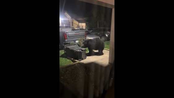 Black bear knocks over trash bin in Gatlinburg, Tennessee, USA