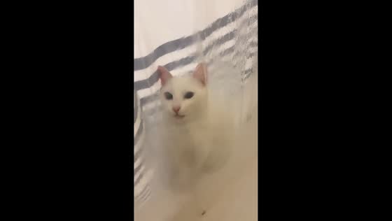 Deaf cat plays with shower water in Arizona, USA