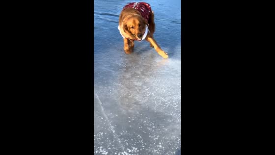 Golden retriever accidentally knocks down owner in Jilin, China