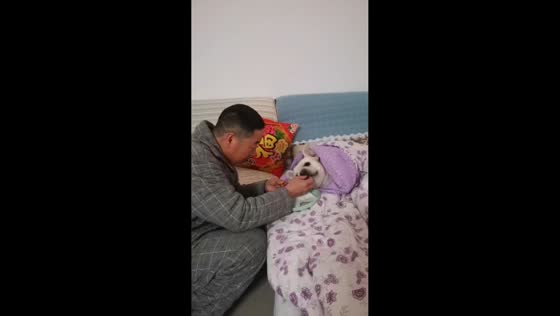 French Bulldog enjoys cozy blanket time in Henan, China