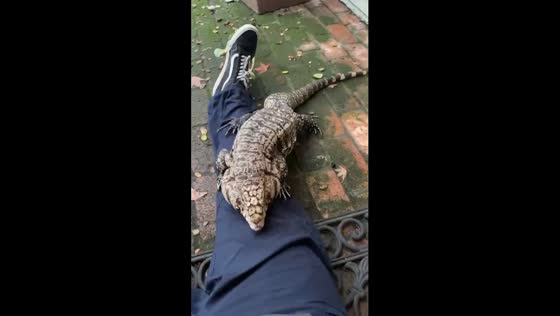 Responsive tegu: Blue climbs owner for cuddles on command