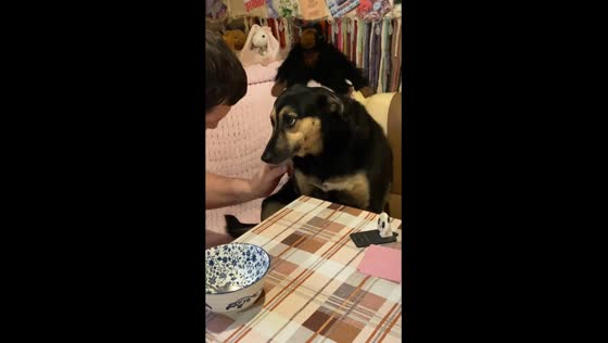 Rekindling joy: heartwarming moment as Moscow pet owner soothes sad dog