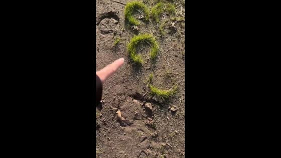 Grass grows in horseshoe shape on a path in Elverta California, USA