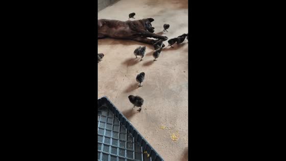 Dog interacts calmly with free-range chicks in Jiangxi, China