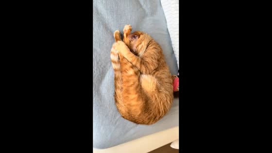 Sleeping cat stretches and curls up in Zhejiang, China