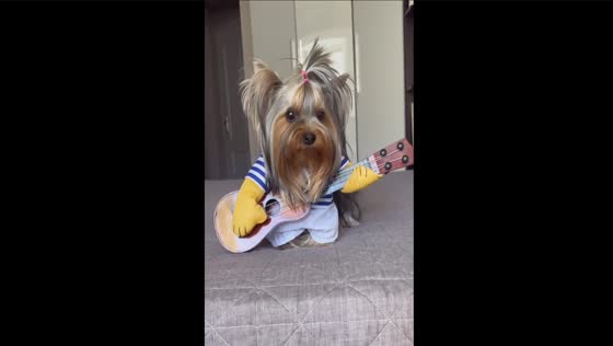 Musical Yorkie: 11-month-old Tosya sings along to harmonica