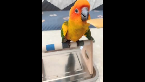 Parrot spills spoonful of liquid before letting go in Liaoning, China