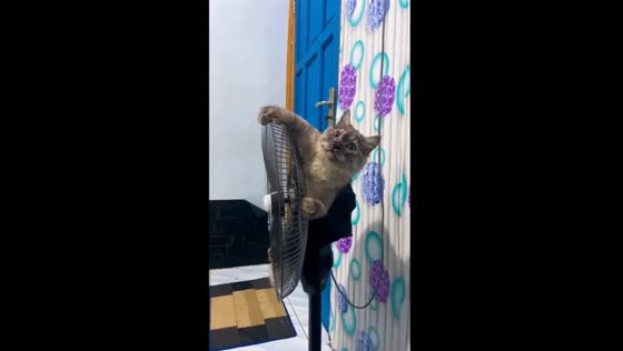 Ucil the playful cat takes on the fan in Palangkaraya