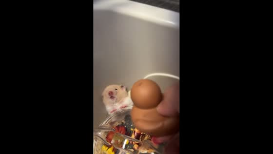 Hamster playing with a rubber ducky toy in Tianjin, China