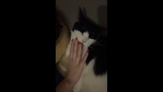 Cat licks owner’s hand then playfully bites cheek in Shanghai, China