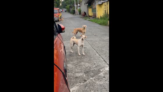 Heartwarming moment as dogs recognize owners and rush to greet them
