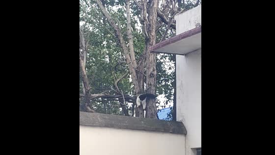 Cat struggles to pass between tree branches