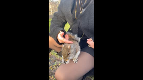 Squirrel climbs onto woman's lap for a snack in London, England, UK