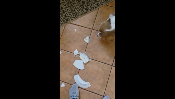 Excited dog accidentally breaks plate in Kazimierz Biskupi, Poland