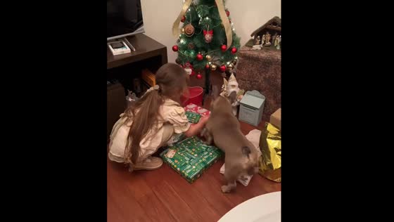 Dog excited for Christmas gifts in Montevideo