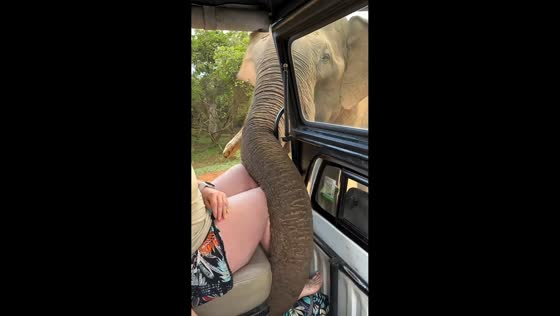 Curious elephant inspects safari jeep at Yala National Park, Sri Lanka