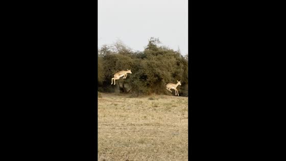 Deer hopping in groups captured by wildlife photographer in Rajasthan, India
