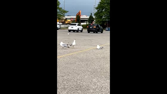 Parking lot taken over by noisy seagulls in Mississauga, Canada