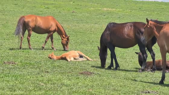 Horse lounges on the grass while grazing in Xinjiang, China