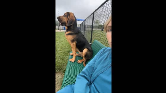 Dog chooses bench over playtime in Indianapolis park