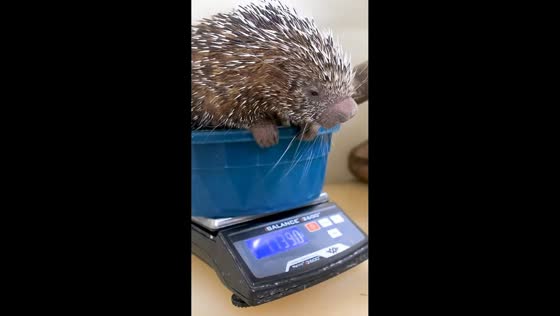 Baby porcupine Bramble gets weighed during health check in Tacoma, USA