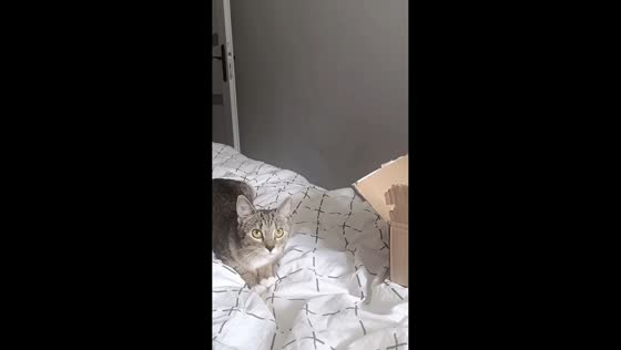 Cat attempts a flip and falls off the bed in Kamienna Góra, Poland