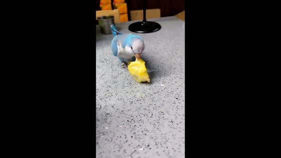 Parrot tries to steal dumpling from owner’s plate in Heilongjiang, China