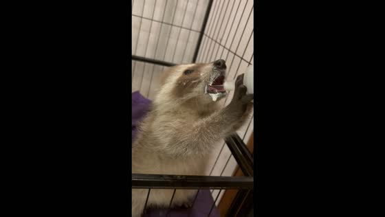 Raccoon kit suddenly vomits while being fed milk in Hunan, China