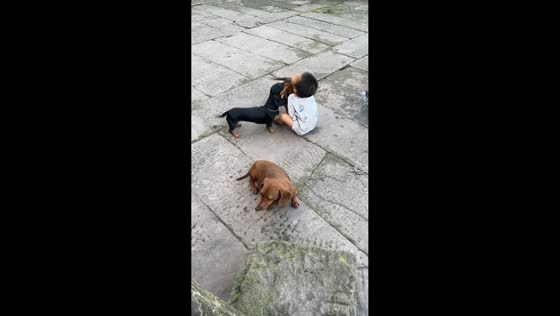 Dachshunds try to comfort a crying child in Sichuan, China