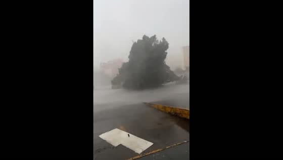 Tree branches fall on car during severe storm in Guadalajara