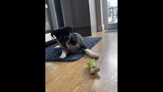 The dog wants to play but doesn't really like the toy. in Mountain Ash