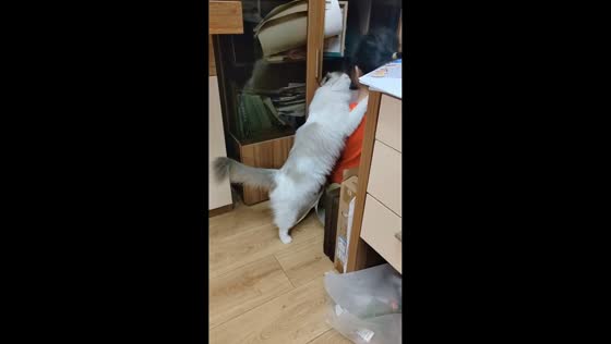 Cat comforts crying girl after scolding in Shandong, China